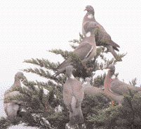 A cluster of wood pigeons