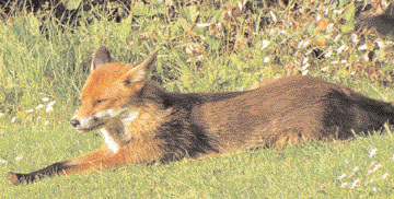 Dalkey Fox Resting