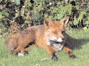 Dalkey fox sunbathing in back garden 