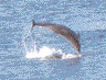Dolphin in Killiney Bay.