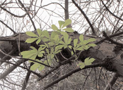 Horse Chestnut leaves