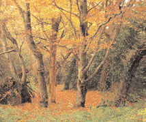 Killiney Woods in Autumn