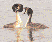 Mating Display Great Crested Grebe