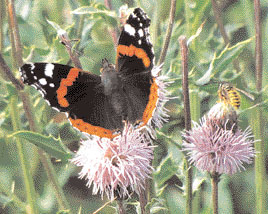 Red Admiral and Wasp