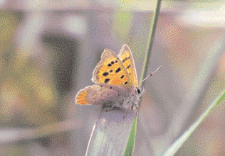 Small Copper (wings folded)