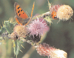 Small Copper and Ladybird