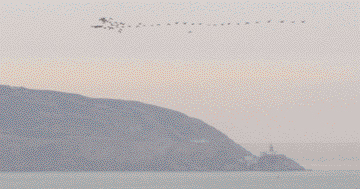 brent geese flying north