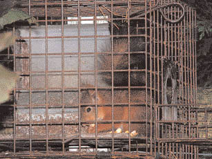 Red Squirrel in feeding cage