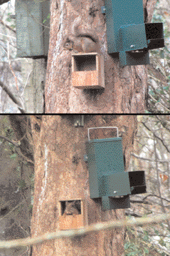 Squirrels inside and outside feeders