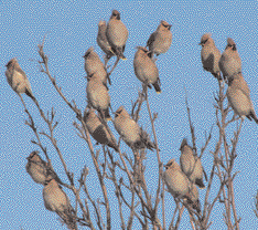 Waxwings on Avondale Road